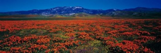 Field Poppy Flowers Antelope Valley California USA Canvas Art - Panoramic Images (36 x 12)