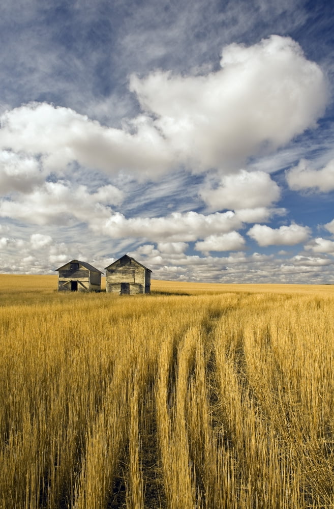 Field Showing Remains Of Wheat Straw After Summer Hail Damage And Sky With Clouds Near Ponteix Saskatchewan Canvas Art - Dave Reede Design Pics (11 x 18)