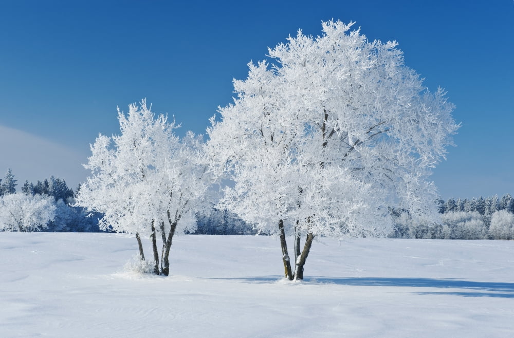 Field With Frost Covered Trees Birds Hill Provincial Park Manitoba Canada Canvas Art - Dave Reede Design Pics (36 x 24)