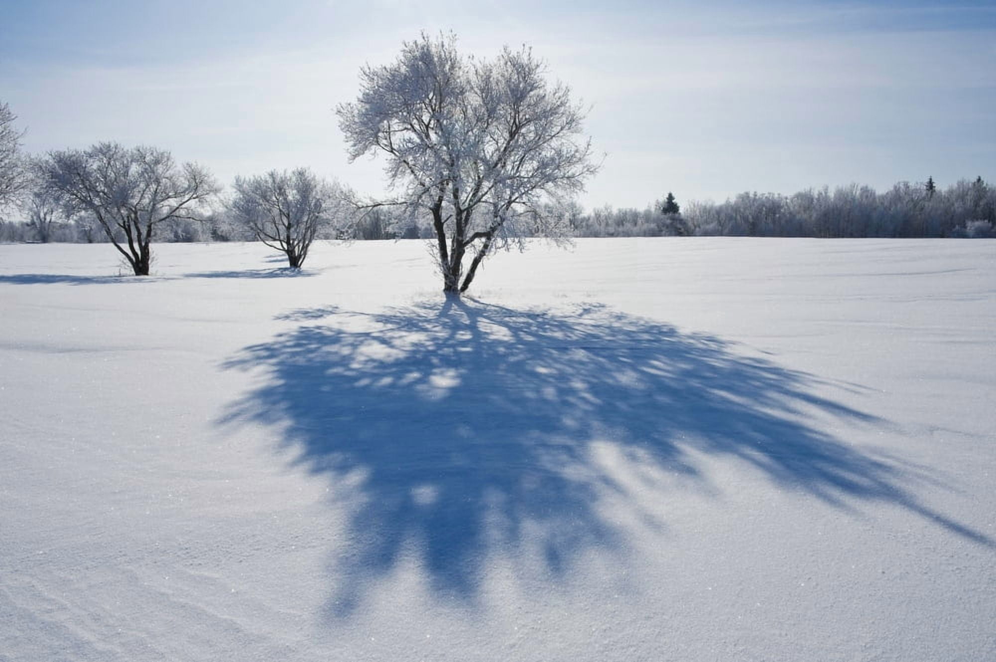 Field With Frost Covered Trees Birds Hill Provincial Park Manitoba Canada Canvas Art - Dave Reede Design Pics (36 x 24)
