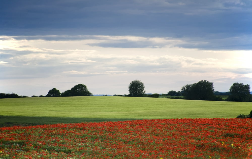 Field With Red Flowers Yorkshire England Canvas Art - John Short Design Pics (17 x 11)
