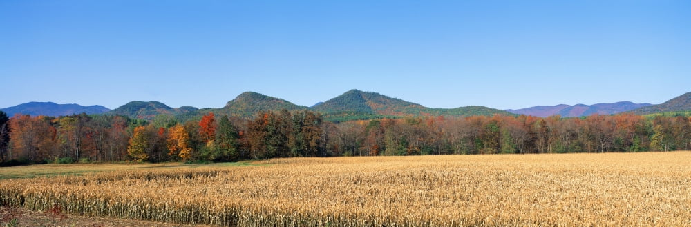 Field and mountains New York Canvas Art - Panoramic Images (36 x 12)