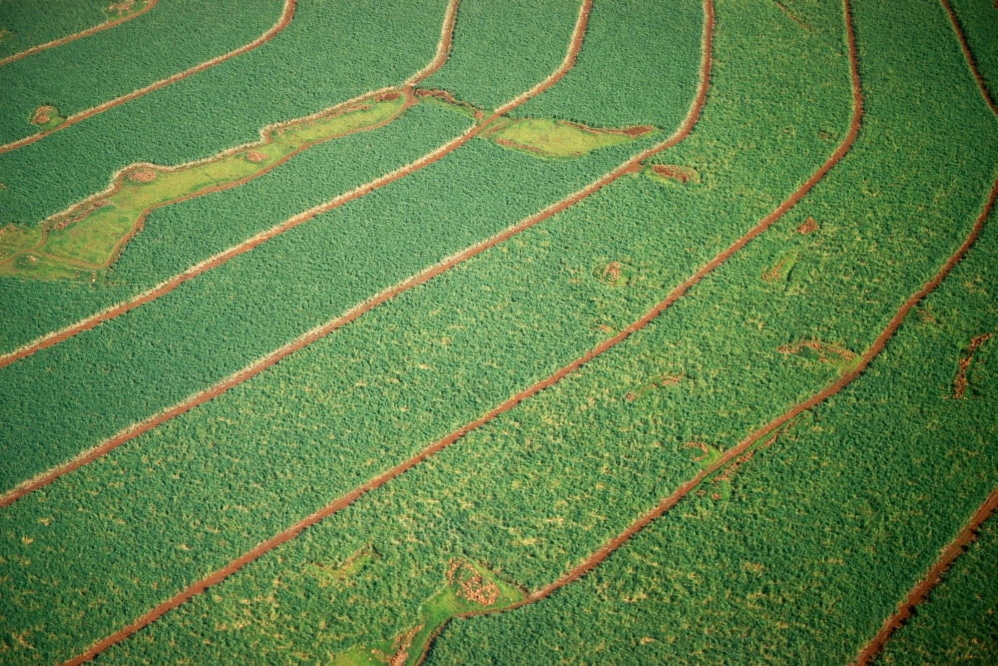 Field divided into rows Canvas Art - Panoramic Images (18 x 24)