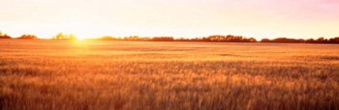 Field in Canada Canvas Art - Panoramic Images (37 x 12)