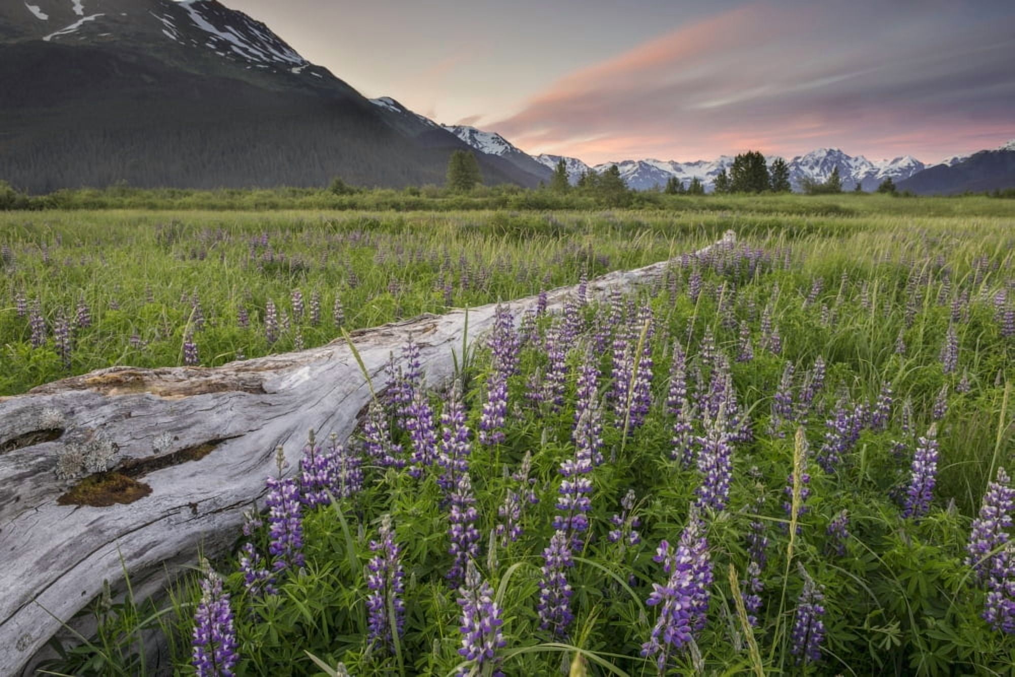 Field of Arctic Lupine near the Turnagain Arm south of Girdwood Alaska Canvas Art - Carl Johnson Design Pics (19 x 12)