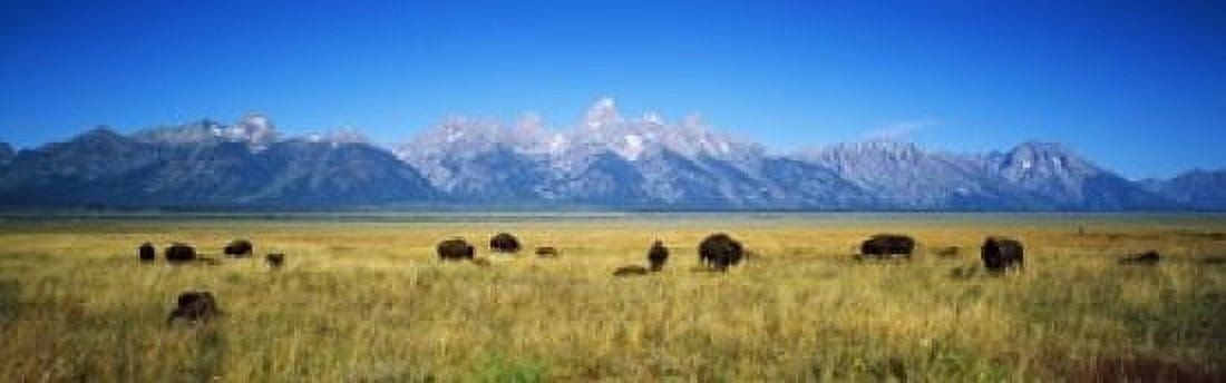 Field of Bison with mountains in background Grand Teton National Park Wyoming USA Canvas Art - Panoramic Images (18 x 6)