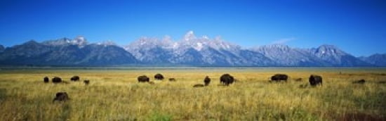 Field of Bison with mountains in background Grand Teton National Park Wyoming USA Canvas Art - Panoramic Images (36 x 12)
