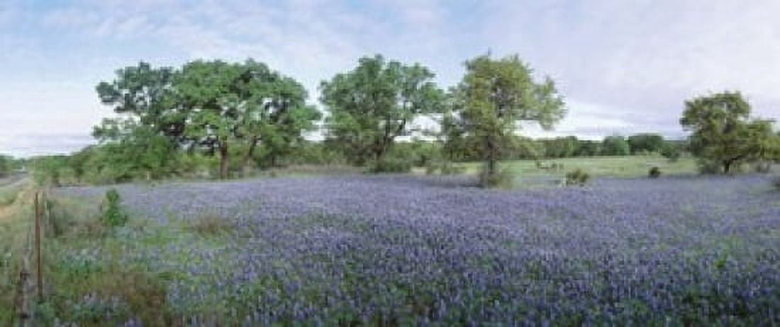 Field of Bluebonnet flowers Texas USA Canvas Art - Panoramic Images (15 x 6)