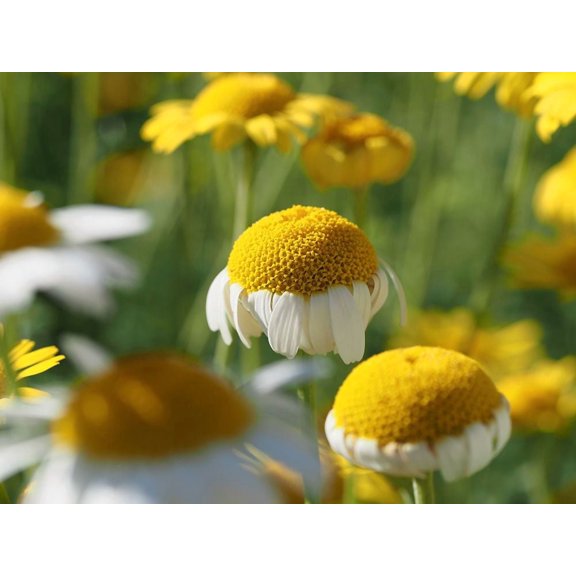 Field of Chamomile Flowers Poster Print - Suzanne Bonin (36 x 24)