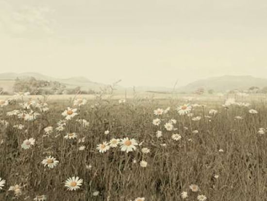 Field of Daisies Canvas Art - Ian Winstanley (18 x 24)