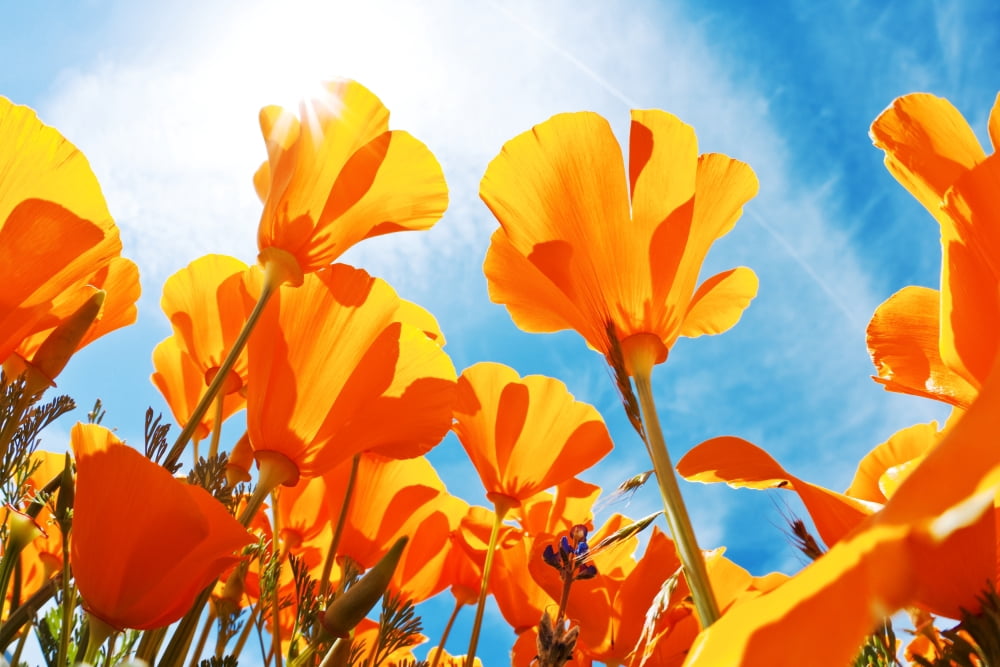 Field of Flowers with Blue Sky Macro View Canvas Art - Design Pics Vibe Design Pics (17 x 11)