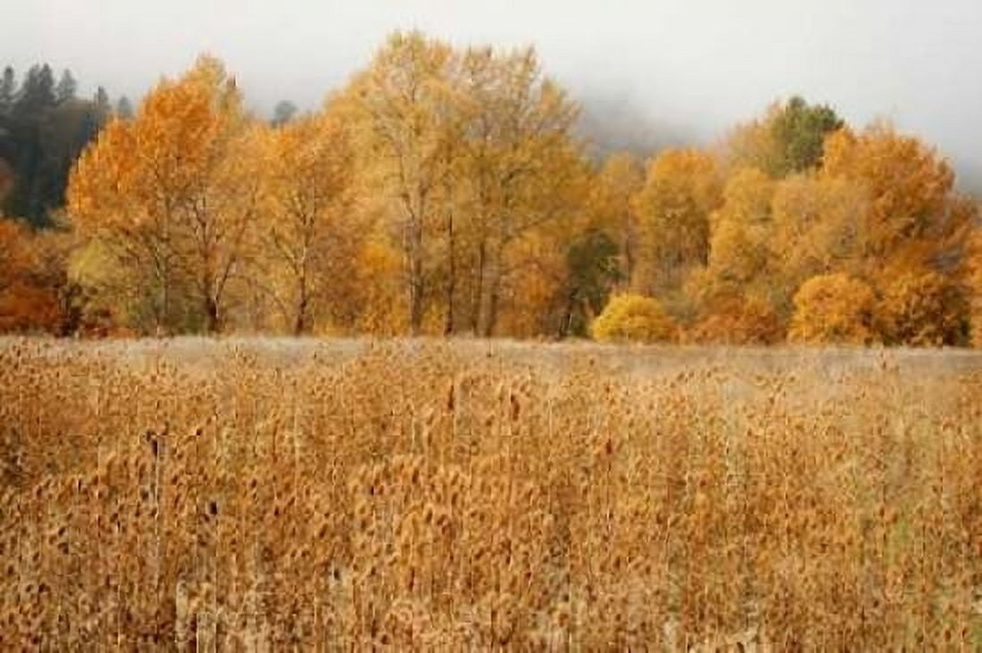 Field of Gold I Canvas Art - Vitaly Geyman (12 x 18)