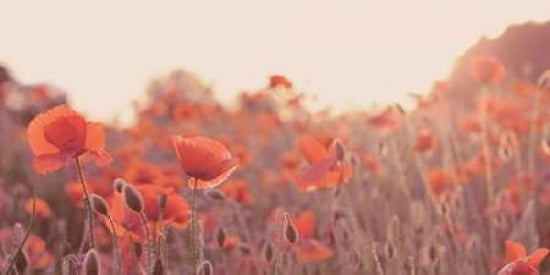 Field of Poppies Canvas Art - Ian Winstanley (10 x 20)