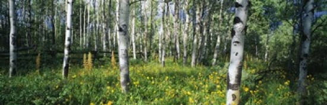 Field of Rocky Mountain Aspens Canvas Art - Panoramic Images (18 x 6)