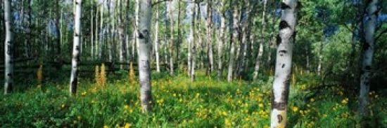 Field of Rocky Mountain Aspens Canvas Art - Panoramic Images (36 x 12)