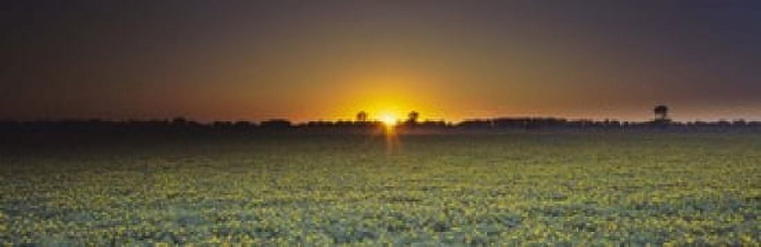 Field of Safflower at dusk Sacramento California USA Canvas Art - Panoramic Images (18 x 6)