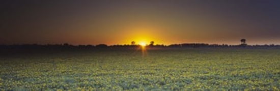 Field of Safflower at dusk Sacramento California USA Canvas Art - Panoramic Images (36 x 12)