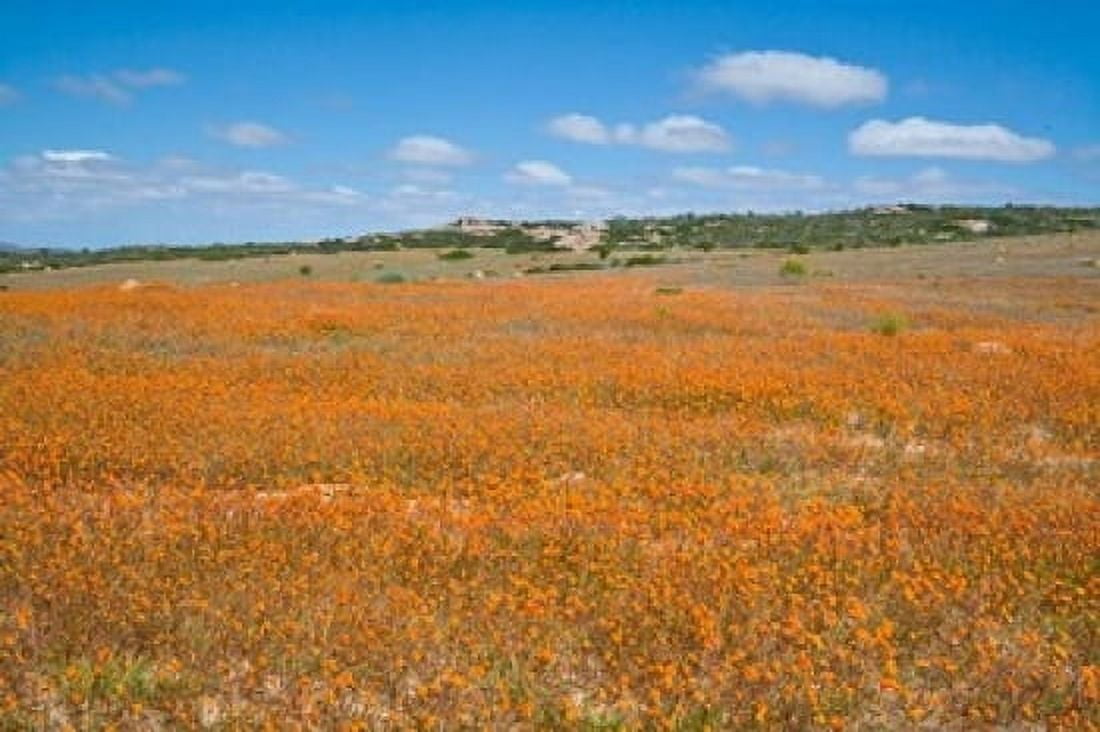 Field of Spring flowers South Africa Canvas Art - Ralph H Bendjebar DanitaDelimont (17 x 11)