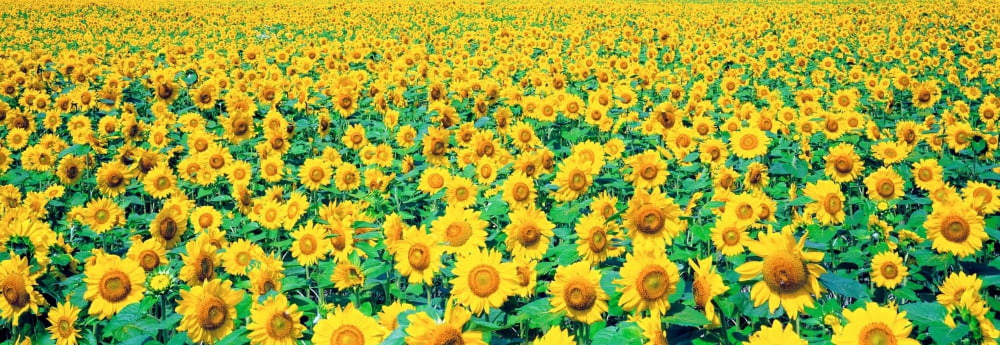 Field of Sunflowers Canvas Art - Panoramic Images (27 x 9)
