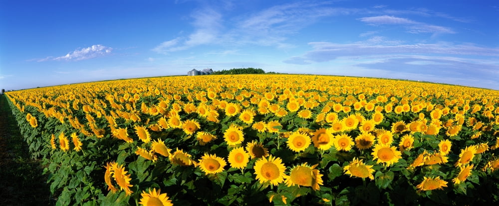 Field of Sunflowers Kansas USA Canvas Art - Panoramic Images (27 x 9)