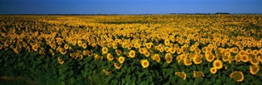 Field of Sunflowers ND USA Canvas Art - Panoramic Images (18 x 6)