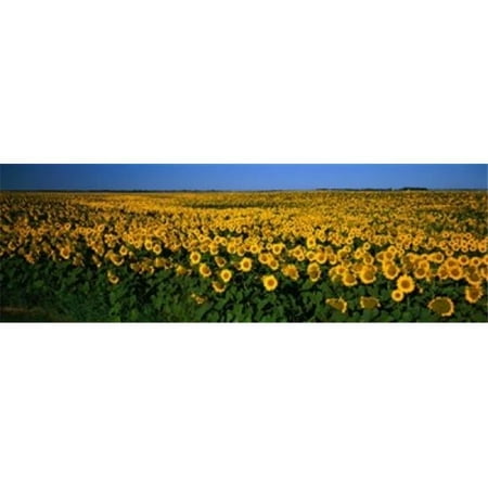 Field of Sunflowers ND USA Poster Print by - 36 x 12