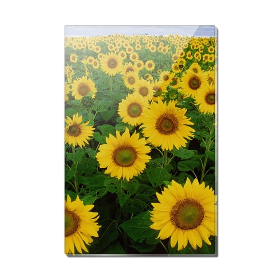 Field of Sunflowers Rectangle Acrylic Fridge Refrigerator Magnet