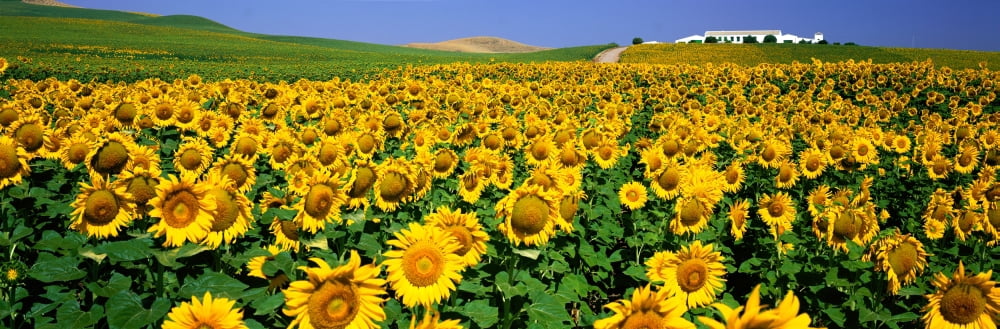 Field of Sunflowers near Cordoba Andalusia Spain Canvas Art - Panoramic Images (36 x 12)