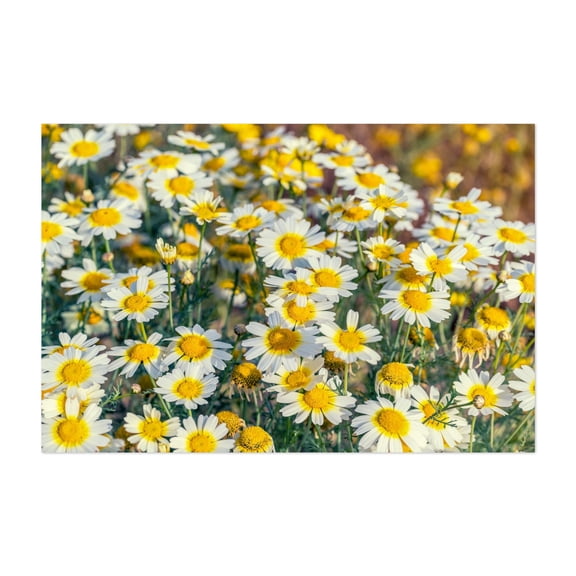 Field of Sunshine - Photography Flowers Floral Botanical Nature Summer Scenic Unframed Wall Art Print 20 x 30 inches