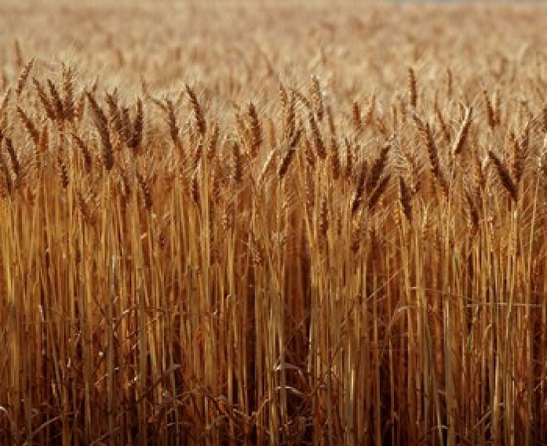 Field of Wheat France Canvas Art - Paul Thompson DanitaDelimont (27 x 22)