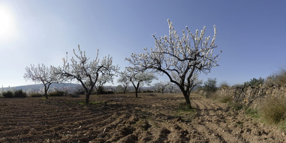 Field of blooming almond trees near the town of Vinaros Province of Castellon Spain Canvas Art - Panoramic Images (12 x 36)