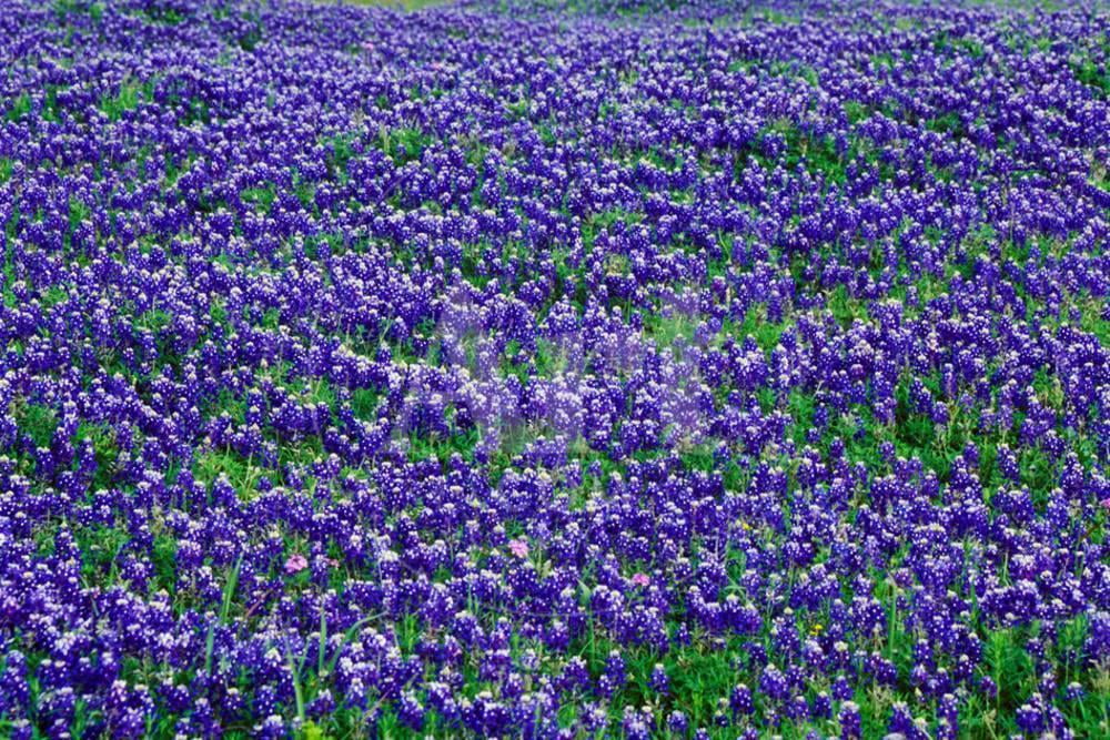 Field of bluebonnets in bloom Spring Willow City Loop Rd TX, Botanical ...