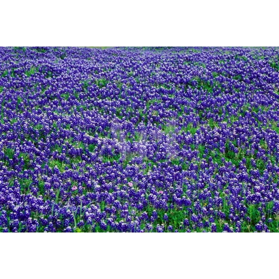 Field of bluebonnets in bloom Spring Willow City Loop Rd TX, Botanical Unframed Photographic Print Wall Art Sold by Art.Com