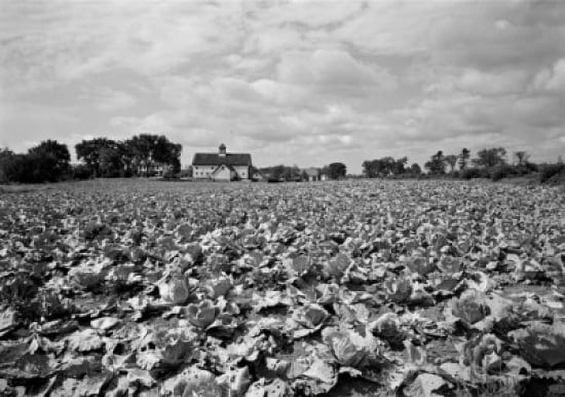 Field of cabbage Canvas Art -  (18 x 24)