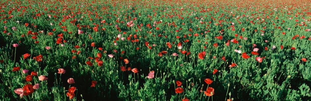 Field of flowers Texas Canvas Art - Panoramic Images (36 x 12)
