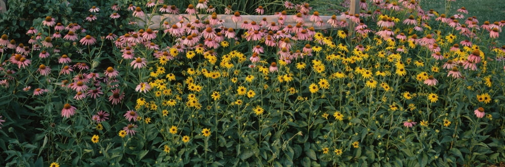 Field of flowers in bloom Marion County Illinois USA Canvas Art - Panoramic Images (6 x 18)