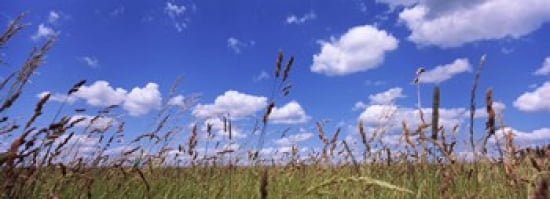 Field of grass Baden-Wurttemberg Germany Canvas Art - Panoramic Images (36 x 13)
