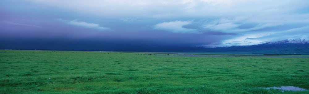 Field of grass under winter storm Canvas Art - Panoramic Images (27 x 9)