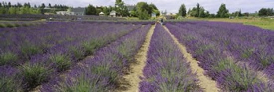 Field of lavender Jardin Du Soleil Sequim Clallam County Washington State USA Canvas Art - Panoramic Images (36 x 12)