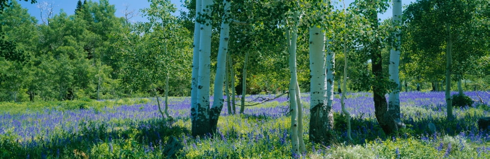 Field of lupine and aspen trees Wasatch Plateau Utah USA Canvas Art - Panoramic Images (36 x 12)