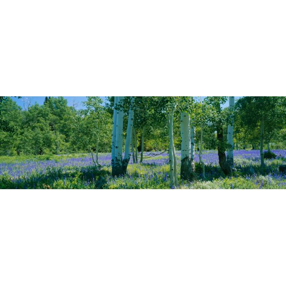 Field of lupine and aspen trees Wasatch Plateau Utah USA Canvas Art - Panoramic Images (36 x 12)