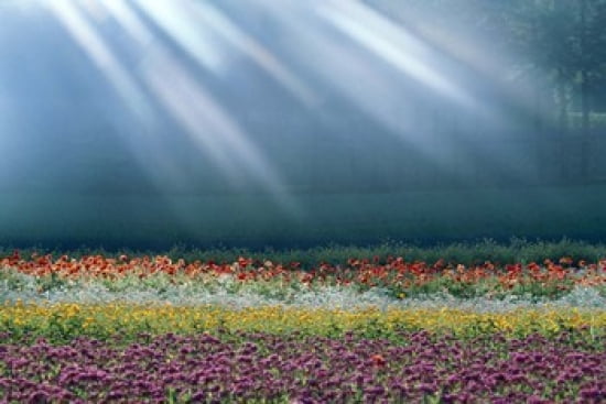 Field of multicolored flowers with streaks of white light rays Canvas Art - Panoramic Images (36 x 24)