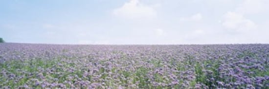 Field of phacelia Germany Canvas Art - Panoramic Images (36 x 12)