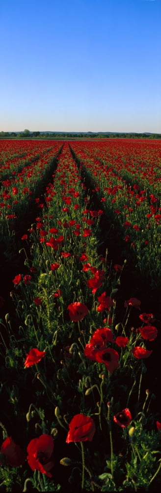 Field of poppies Canvas Art - Panoramic Images (36 x 12)
