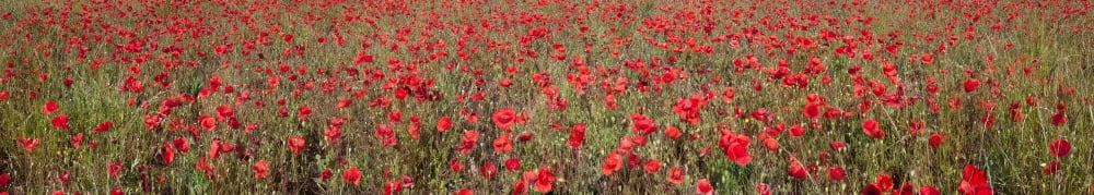 Field of poppies in bloom Saint-Martin-de-Castillon Vaucluse Luberon Provence-Alpes-Cote DAzur France Canvas Art - Panoramic Images (44 x 8)
