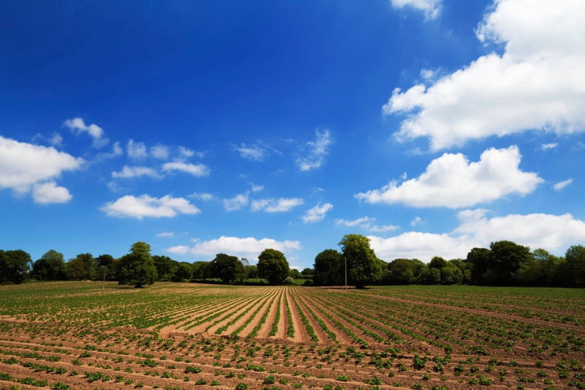 Field of potatoes Near Inistioge County Kilkenny Ireland Canvas Art - Panoramic Images (36 x 12)