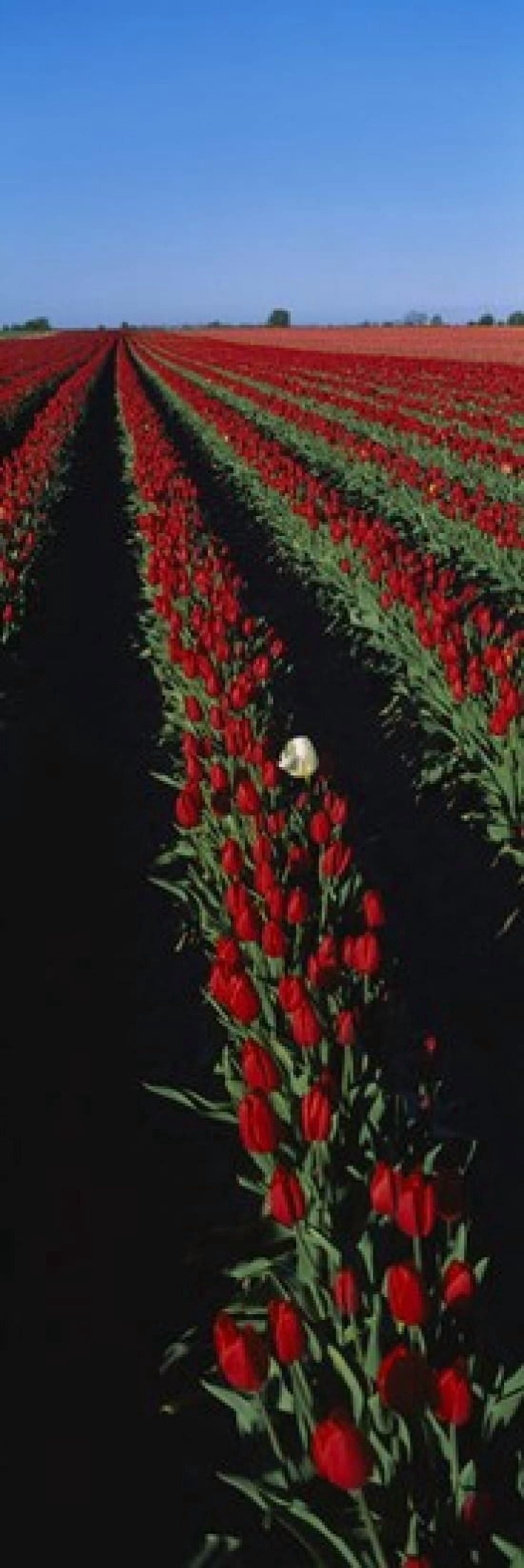 Field of red tulip flowers Canvas Art - Panoramic Images (18 x 6)