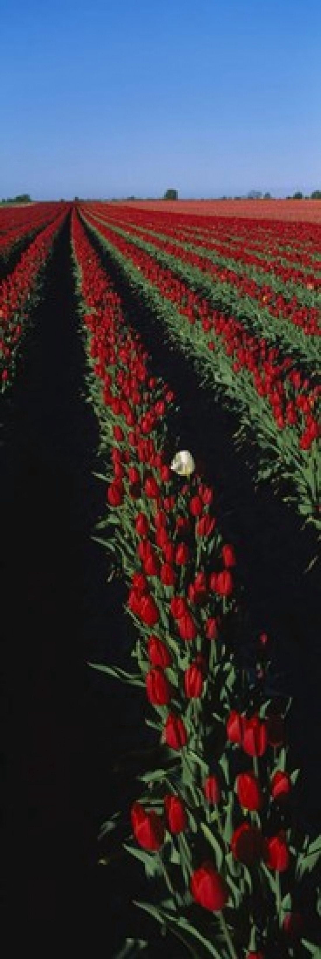 Field of red tulip flowers Canvas Art - Panoramic Images (36 x 12)