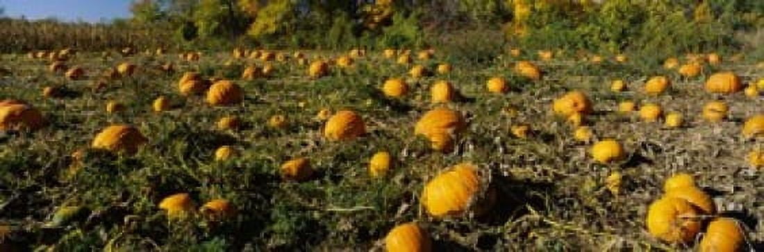 Field of ripe pumpkins Kent County Michigan USA Canvas Art - Panoramic Images (18 x 6)