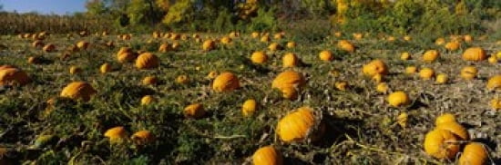 Field of ripe pumpkins Kent County Michigan USA Canvas Art - Panoramic Images (36 x 12)